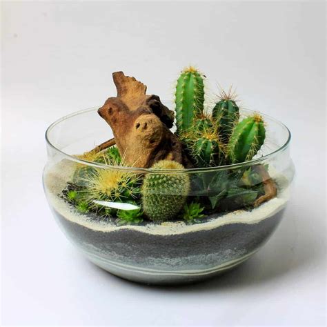 are the cacti in terrariums fake